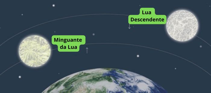 cultivo de cannabis em conformidade com as fases da lua